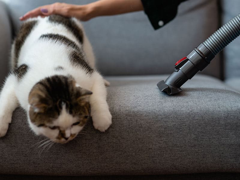 Carpet Cleaners for Pets