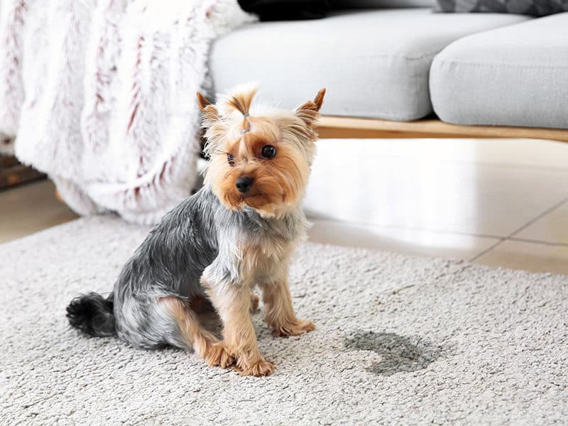 Carpet Cleaner For Old Pet Urine