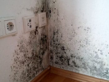 Mold Stain