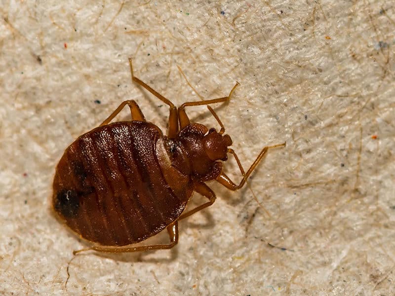Bed Bugs Dont Wings
