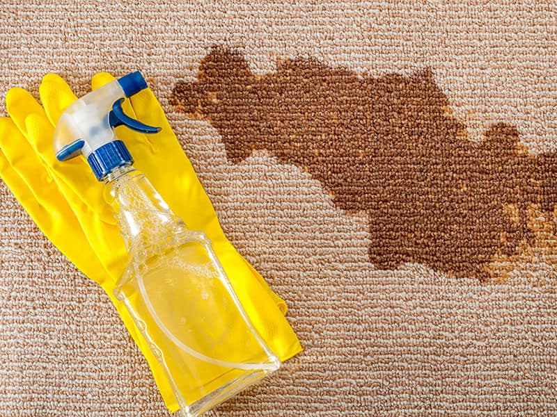 Cleaning Carpet Sanitizing Concept Pair