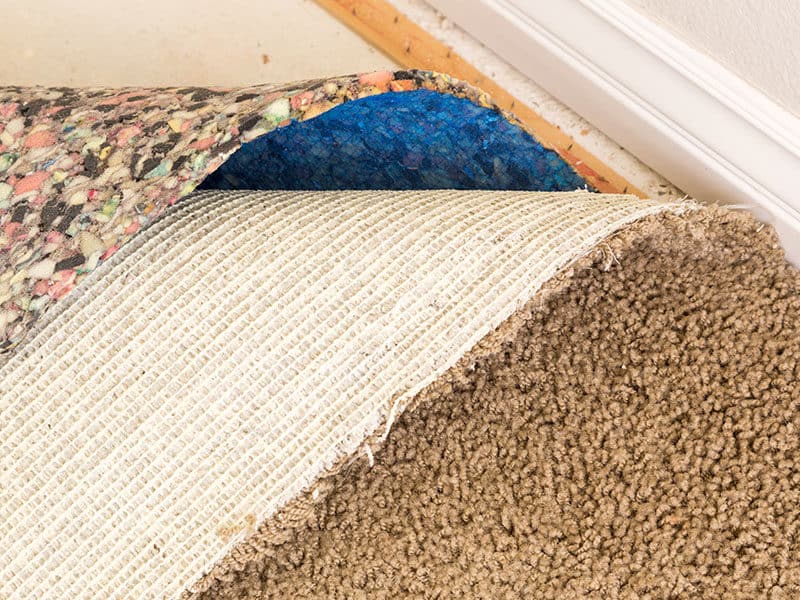 Carpet Mold