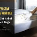 Home Remedies To Get Rid Of Bed Bugs