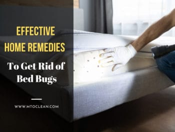 Home Remedies To Get Rid Of Bed Bugs