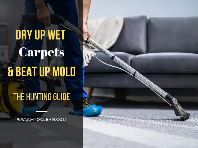 Dry Up Wet Carpets & Beat Up Mold The 2023 Hunting Guide