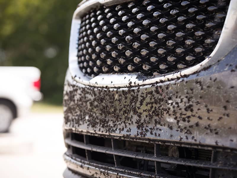 Insects Blackflies