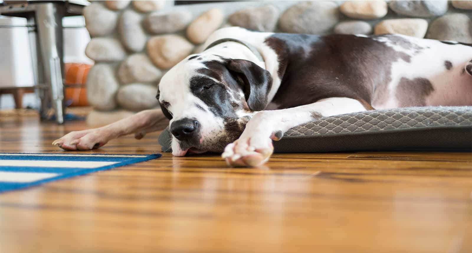 Cozy Dog Sleeping