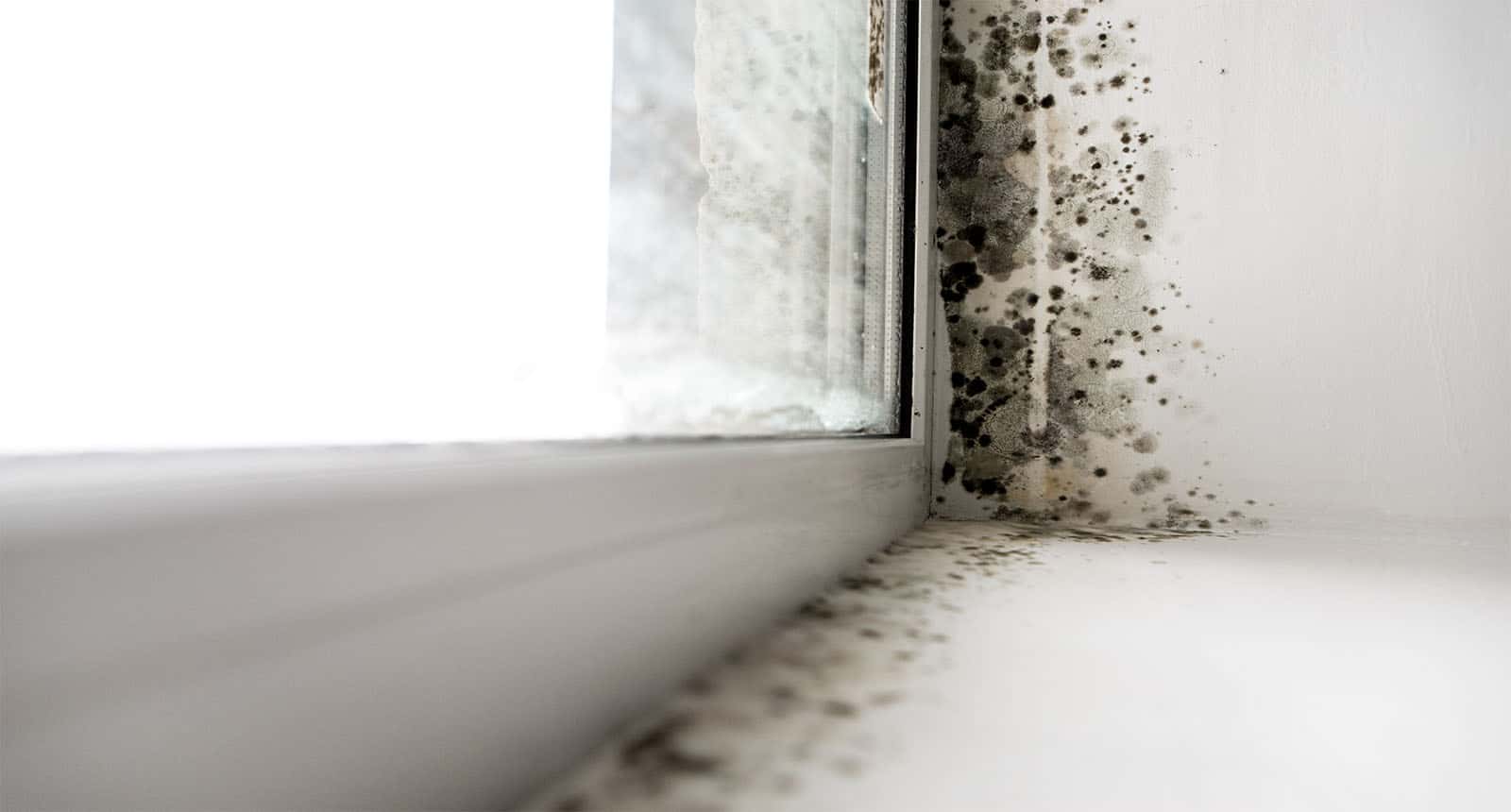 Mold Corner Window