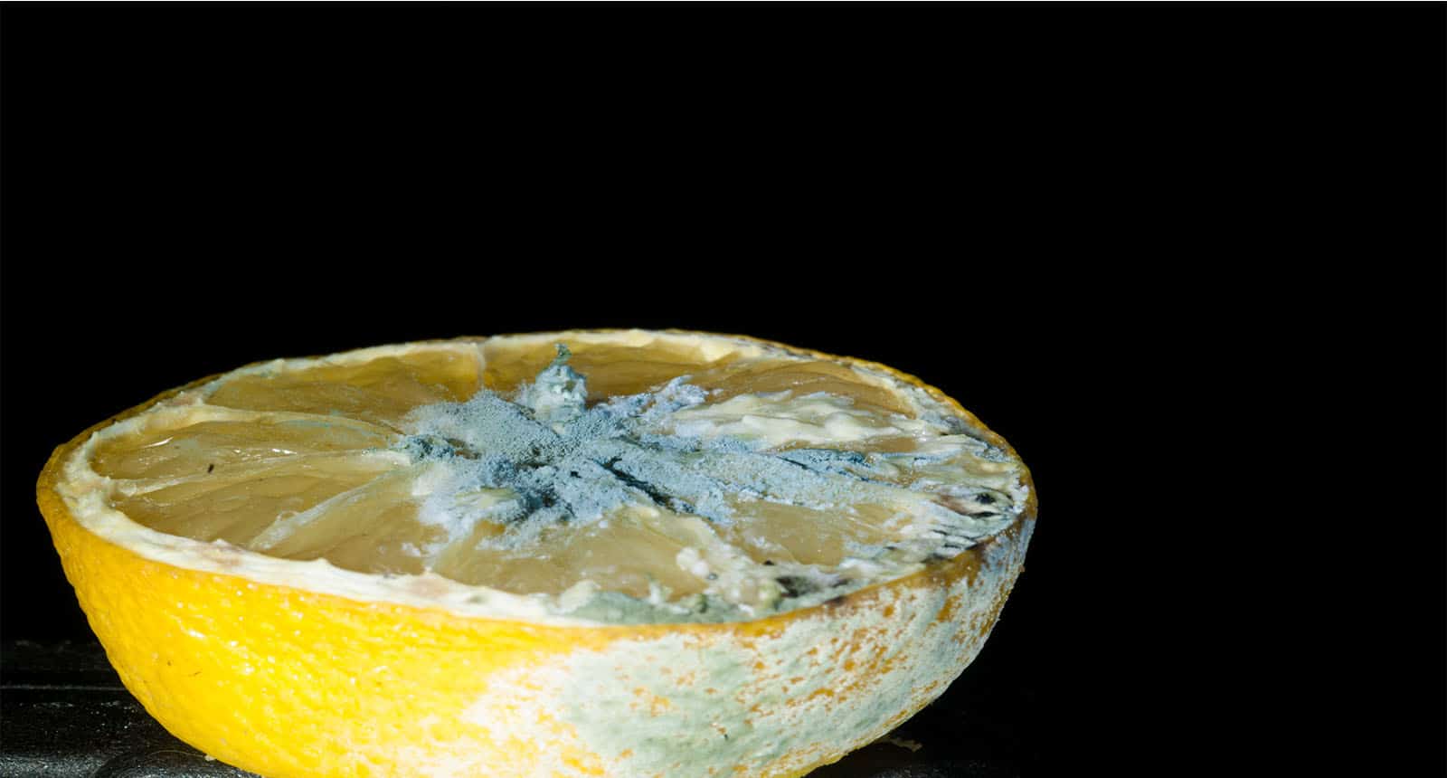 Mucor Fungi Infected Lemon