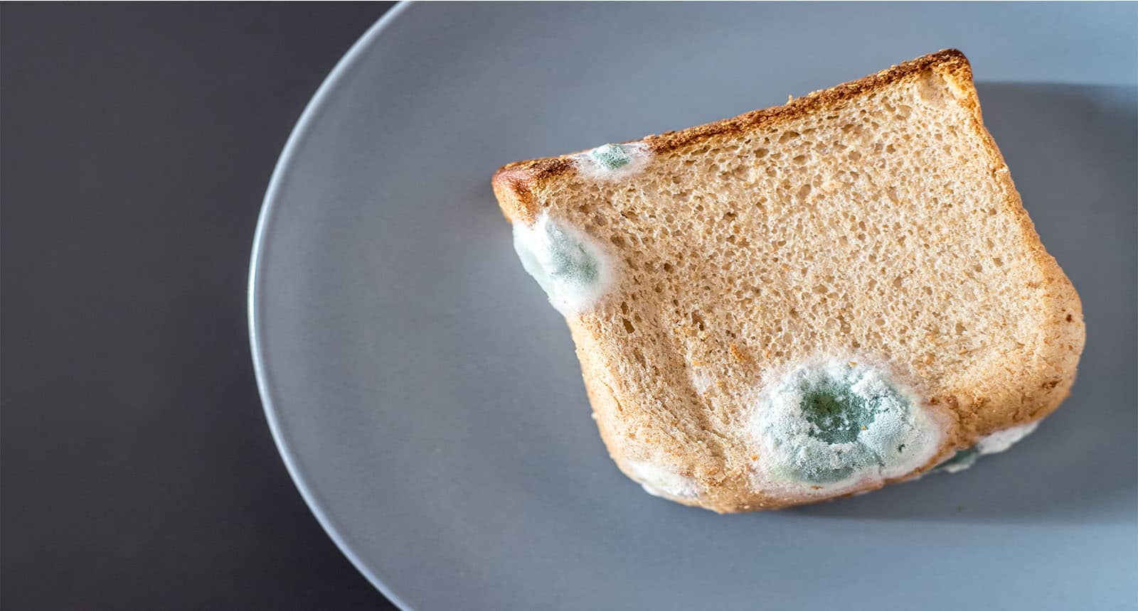 Rotten Toast Slices Green